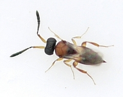 Ceraphronidae