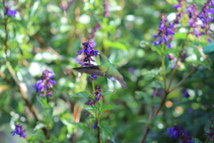 Microchera cupreiceps