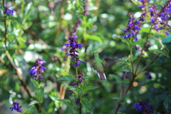 Microchera cupreiceps