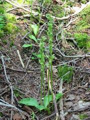 Platanthera obtusata