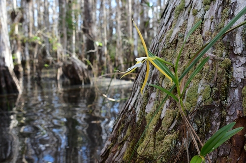 Epidendrum nocturnum