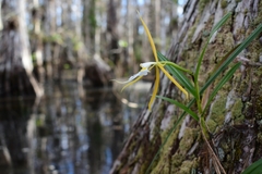 Epidendrum nocturnum