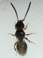 Megaspilidae