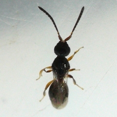 Megaspilidae