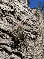 Tillandsia paucifolia