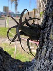 Tillandsia paucifolia