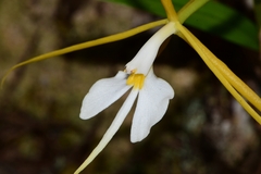 Epidendrum nocturnum