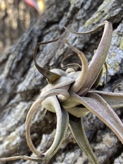 Tillandsia paucifolia
