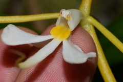 Epidendrum nocturnum
