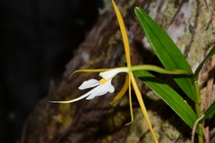 Epidendrum nocturnum