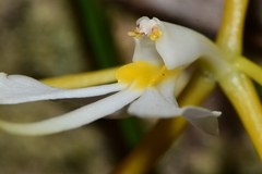 Epidendrum nocturnum