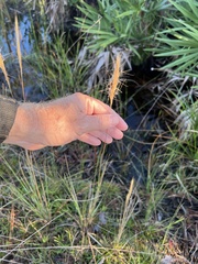 Aristida spiciformis