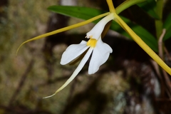 Epidendrum nocturnum