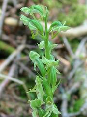 Platanthera obtusata