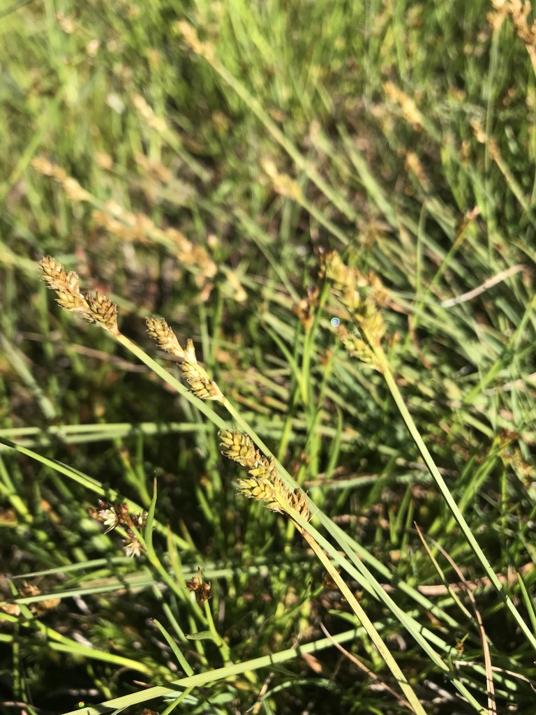 hoary sedge from Mt Baw Baw Alpine Resort, Baw Baw Village, VIC, AU on ...