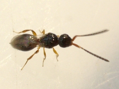 Megaspilidae