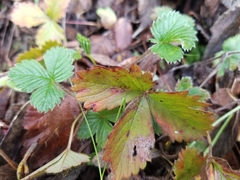 Fragaria chiloensis pacifica