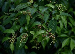 Rhamnus napalensis