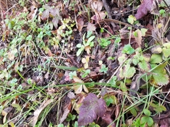 Fragaria chiloensis pacifica