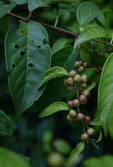 Rhamnus napalensis