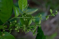 Rhamnus napalensis