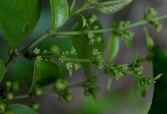 Rhamnus napalensis