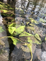 Nuphar lutea