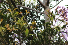 Tangara icterocephala