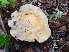 Cortinarius infractus