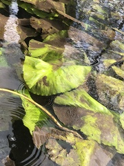Nuphar lutea