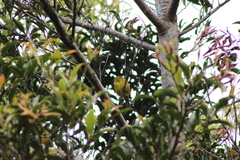 Tangara icterocephala