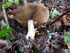 Cortinarius infractus