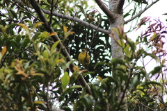 Tangara icterocephala