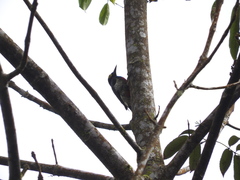 Melanerpes cruentatus