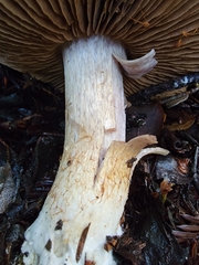 Cortinarius infractus