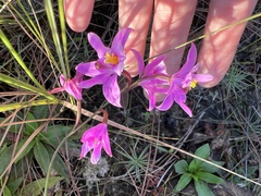 Calopogon barbatus