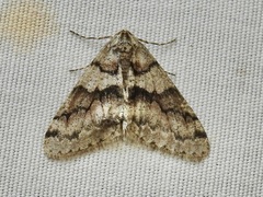 Phigalia denticulata