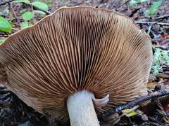 Cortinarius infractus
