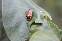 Ellipsidion reticulatum