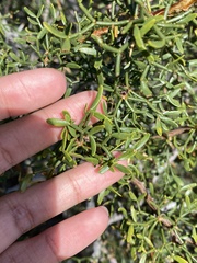 Prosopis denudans