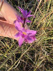 Calopogon barbatus