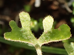 Pterostegia drymarioides