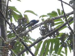 Melanerpes cruentatus