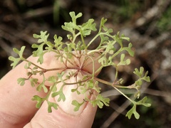 Pterostegia drymarioides