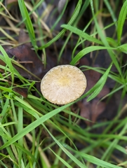 Bolbitius aleuriatus