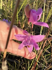 Calopogon barbatus