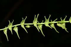Stelis anolis