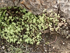 Pterostegia drymarioides
