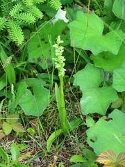 Platanthera huronensis