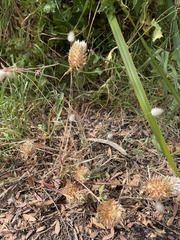 Trifolium vesiculosum